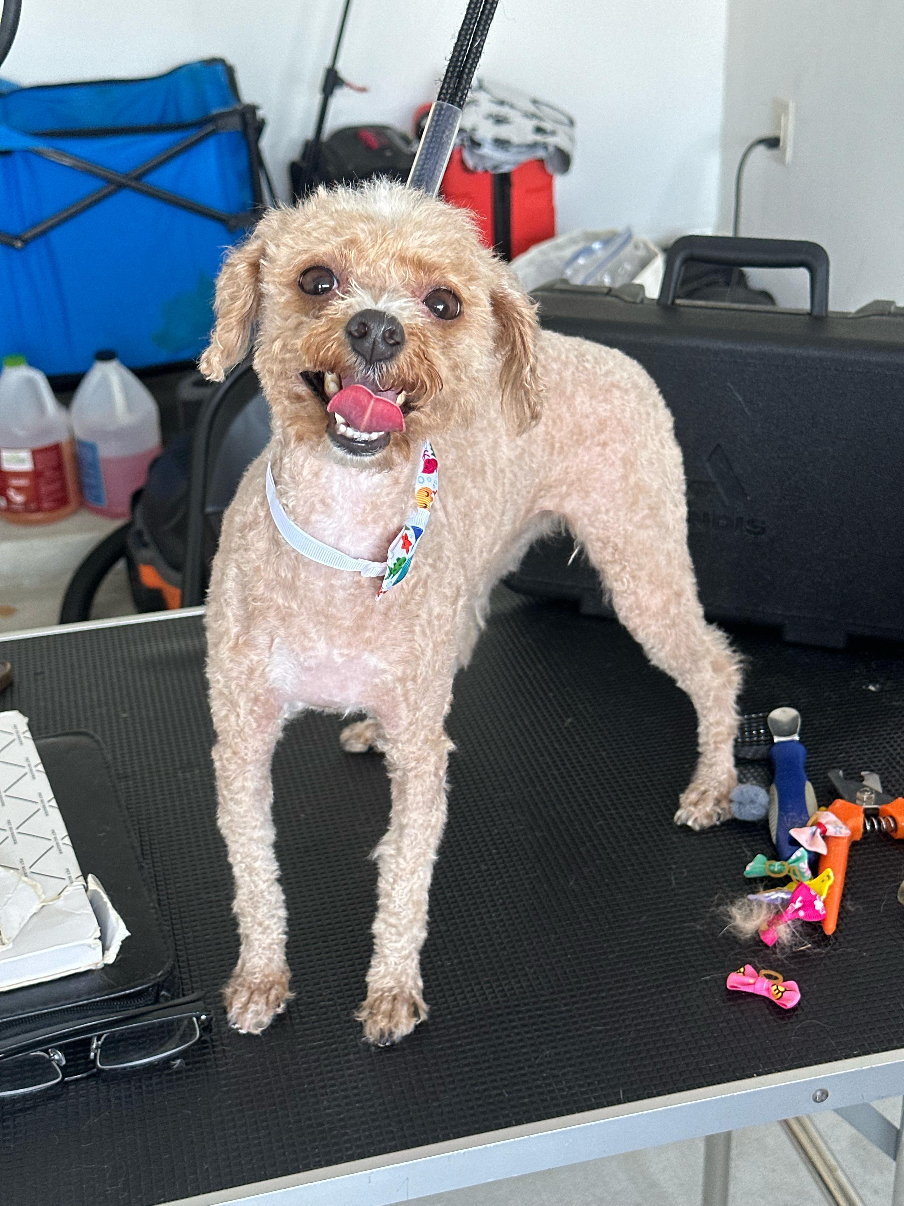 Groomed poodle