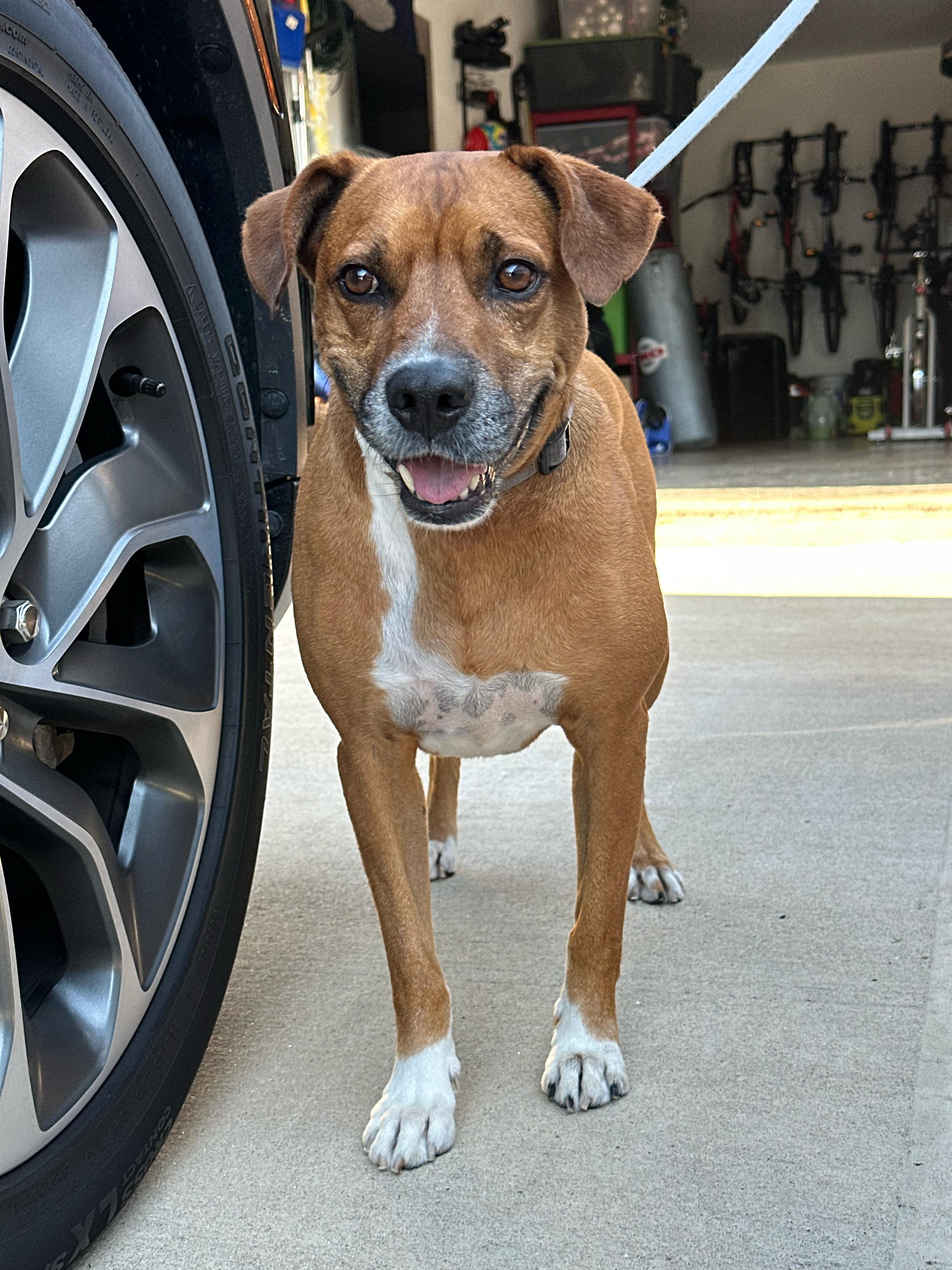 Friendly dog garage