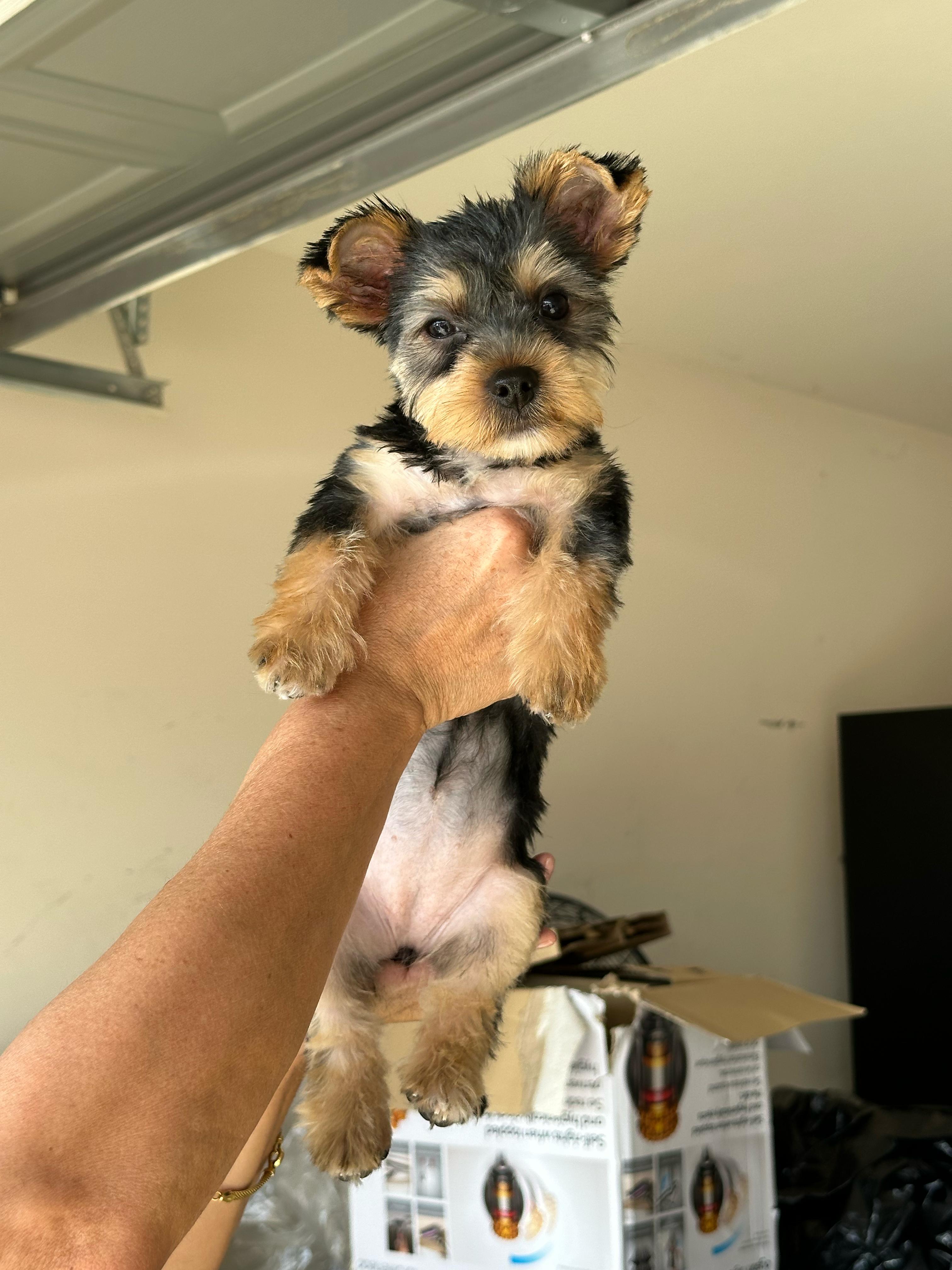 Yorkie puppy