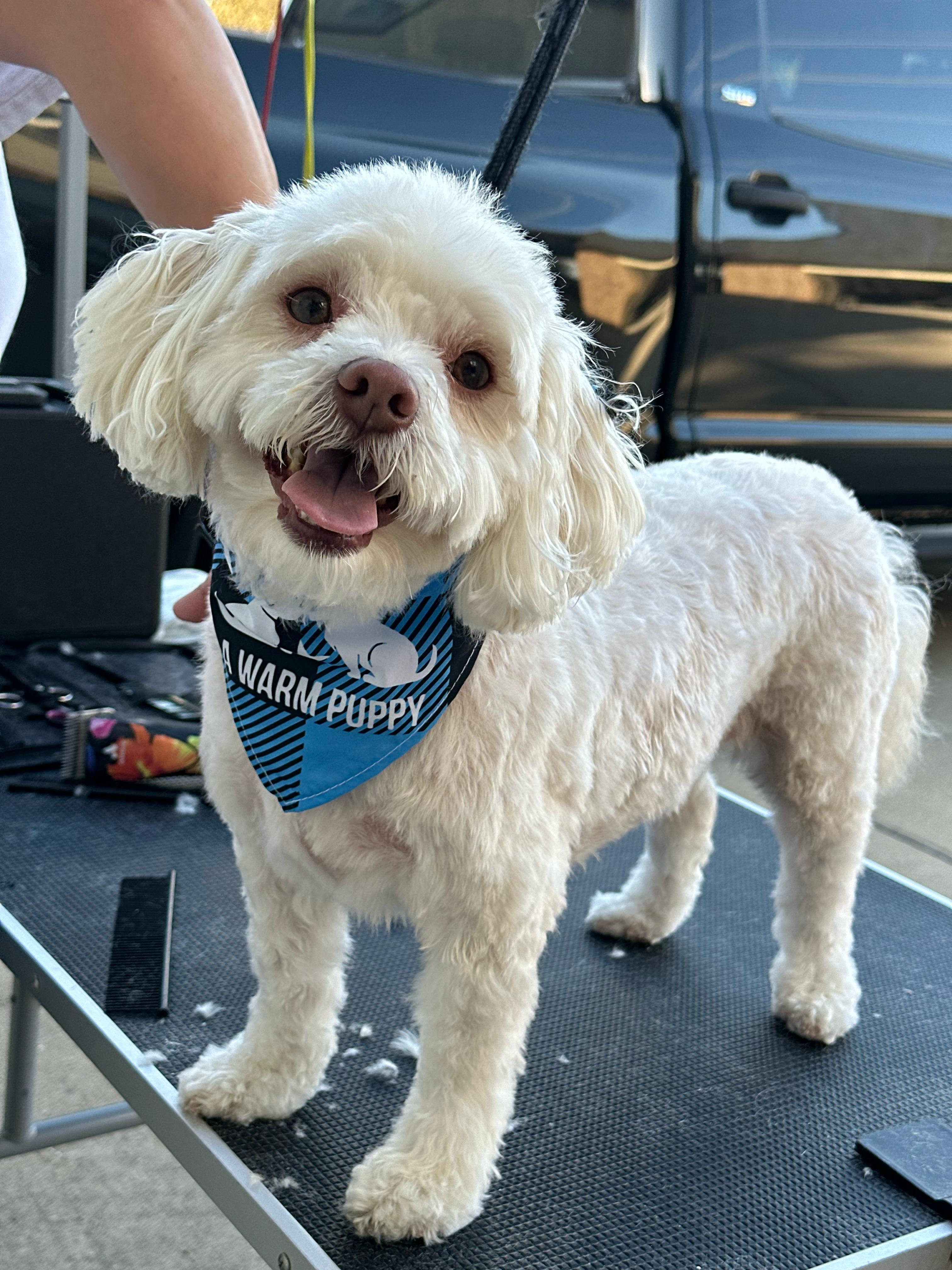 Happy white dog