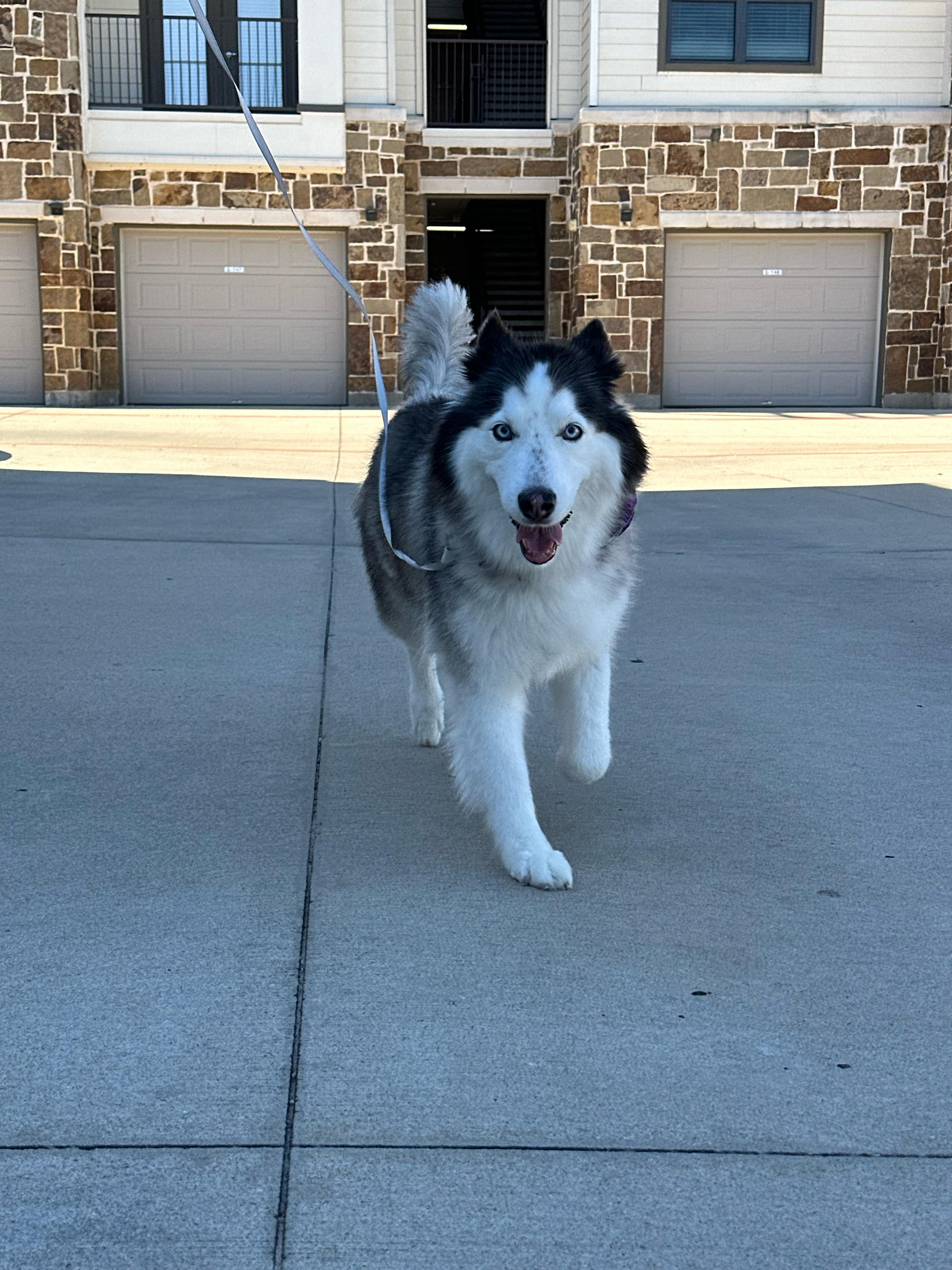 Husky walking