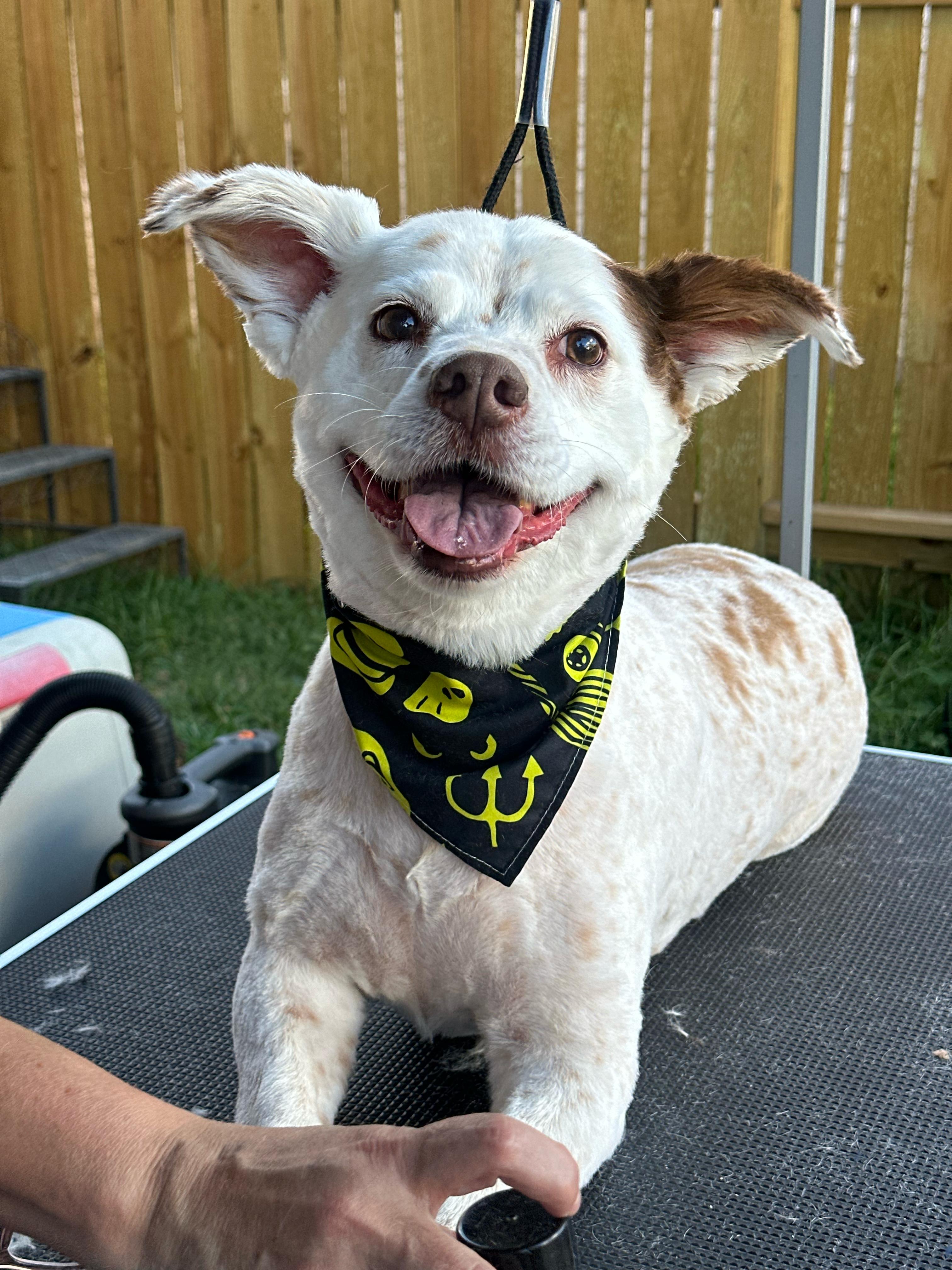 Happy groomed dog